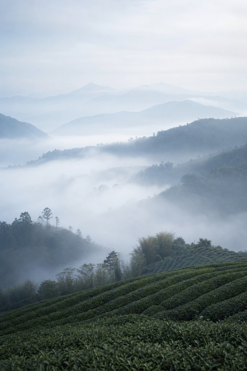 清晨雲霧繚繞的高山茶園